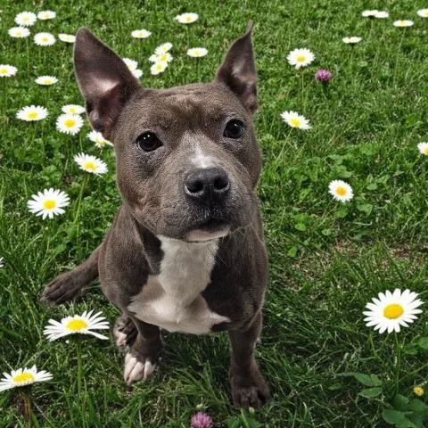 A young small-sized female Pit Bull Terrier dog named Bella for adoption in Clinton Township, MI