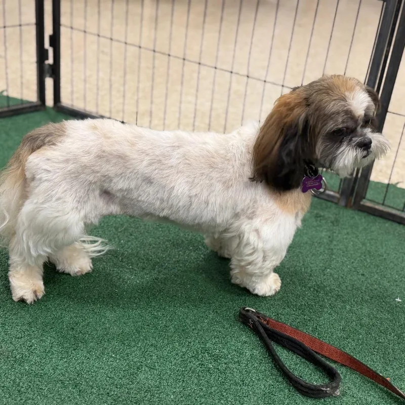 An adult small-sized male White / Cream Shih Tzu dog named Bubba for adoption in Phoenix, AZ