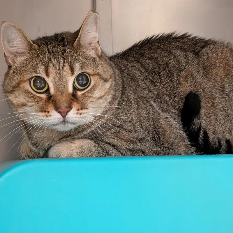An adult large-sized female Brown / Chocolate Domestic Short Hair cat named May for adoption in Titusville, FL