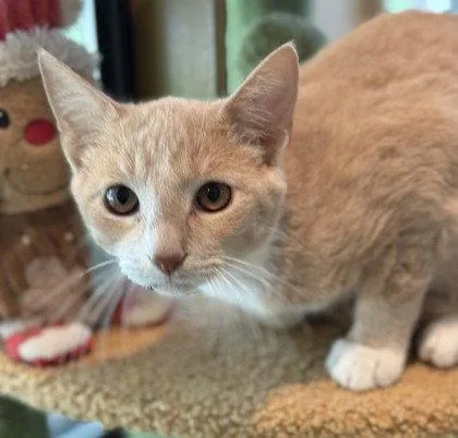 A young small-sized male Orange & White Domestic Short Hair cat named Zoltan for adoption in Midland, VA