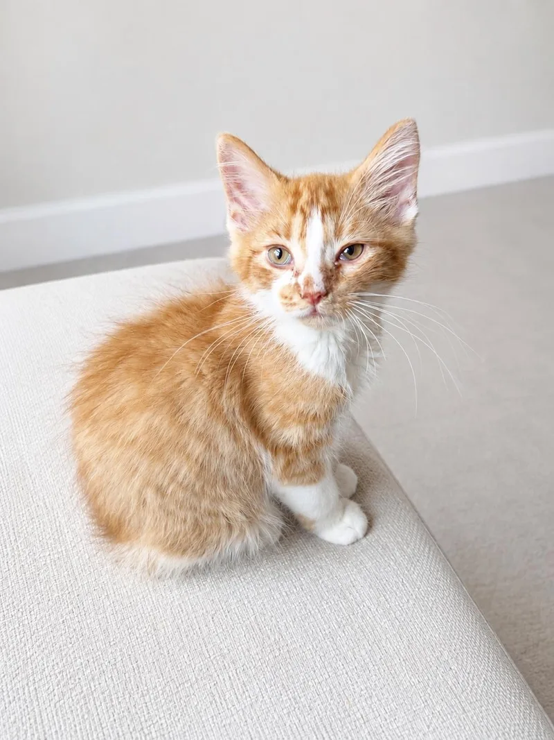 A baby medium-sized male Orange & White Domestic Long Hair cat named Loofah for adoption in Pickerington, OH