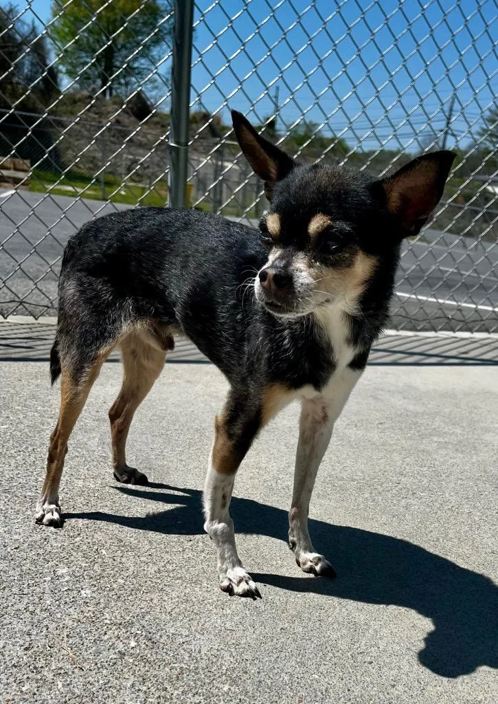 A senior small-sized male Chihuahua dog named Hammond for adoption in Blountville, TN