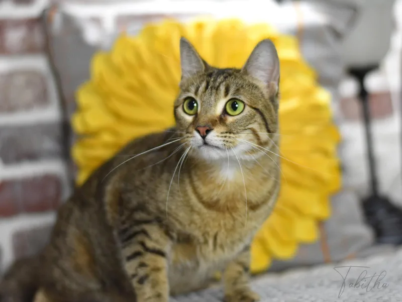 A young medium-sized female Domestic Short Hair cat named Tabitha for adoption in Conroe, TX