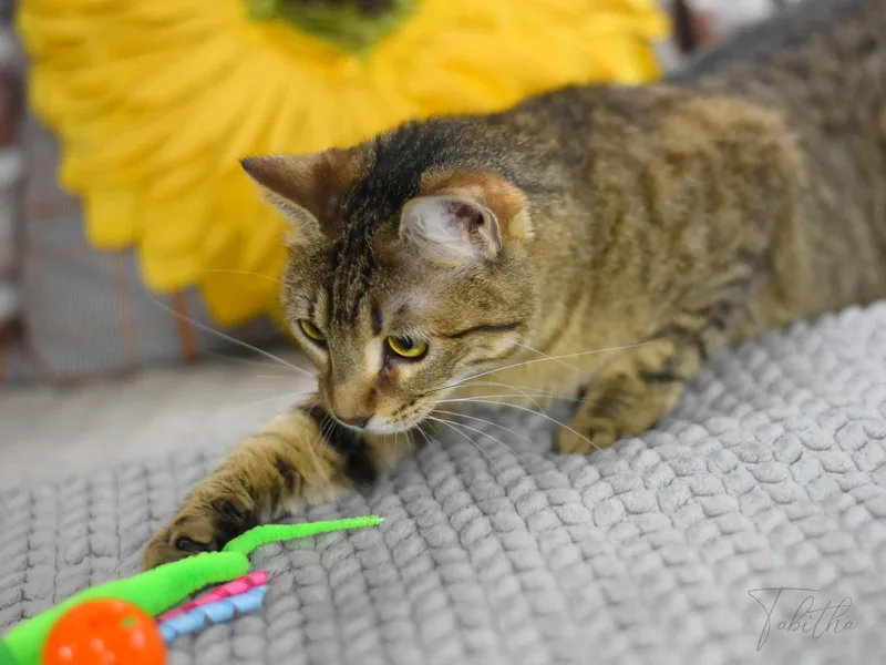 Tabitha thumbnail 3