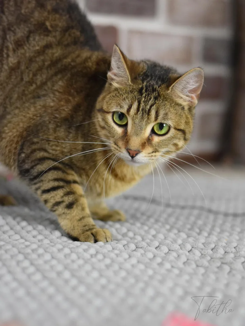 Tabitha thumbnail 4