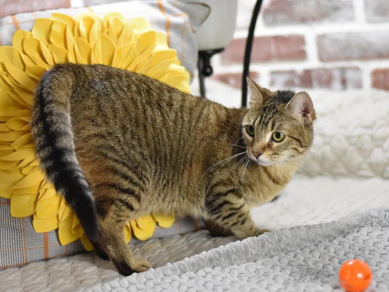 Tabitha thumbnail 5