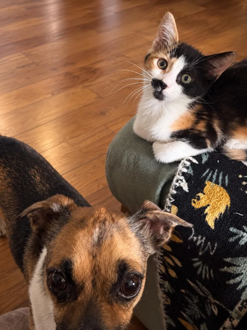A baby medium-sized female Calico cat named Penny for adoption in Santa Cruz, CA