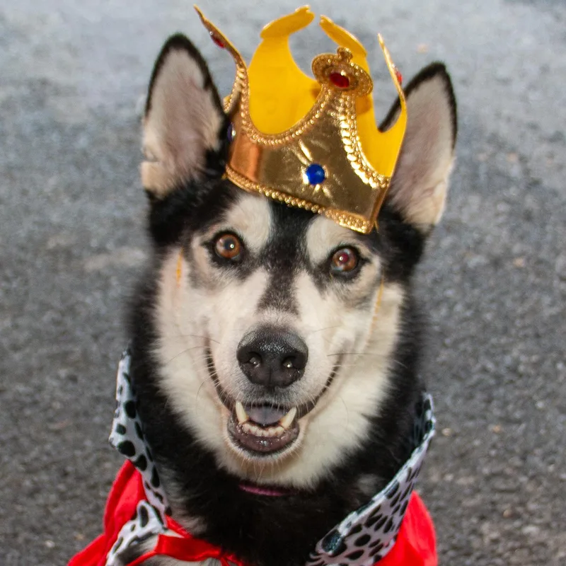 King Maximus thumbnail 2