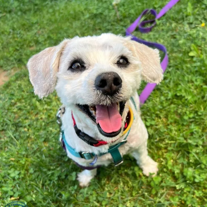 An adult small-sized male White / Cream Mixed Breed dog named Eddy for adoption in Manchester, CT