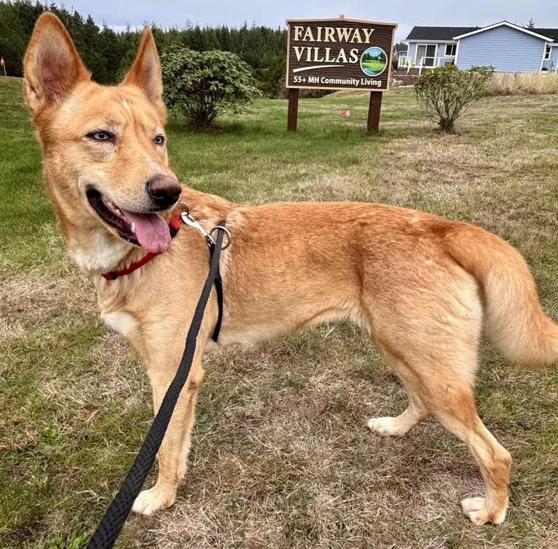 A young medium-sized female Red / Chestnut / Orange Husky dog named Sasha for adoption in Waldport, OR