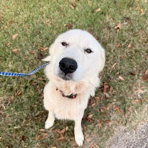 An adult large-sized female Great Pyrenees dog named Banks for adoption in Quitman, TX