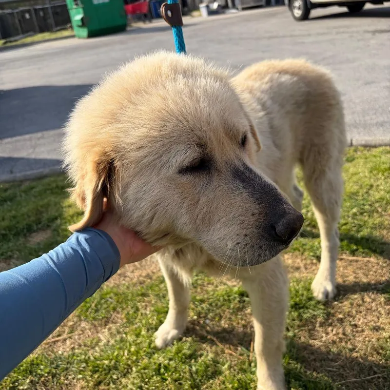 An adult large-sized male White / Cream Mixed Breed dog named Duke for adoption in Chattanooga, TN