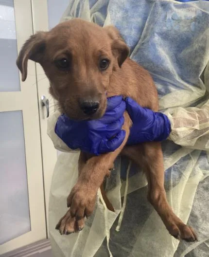 A baby medium-sized male Mixed Breed dog named Stormy for adoption in Dallas, TX