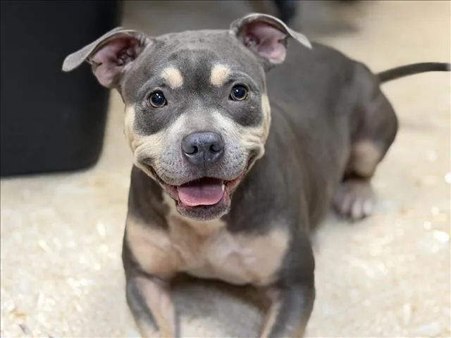 A young medium-sized female Pit Bull Terrier dog named Gypsy for adoption in Tulsa, OK