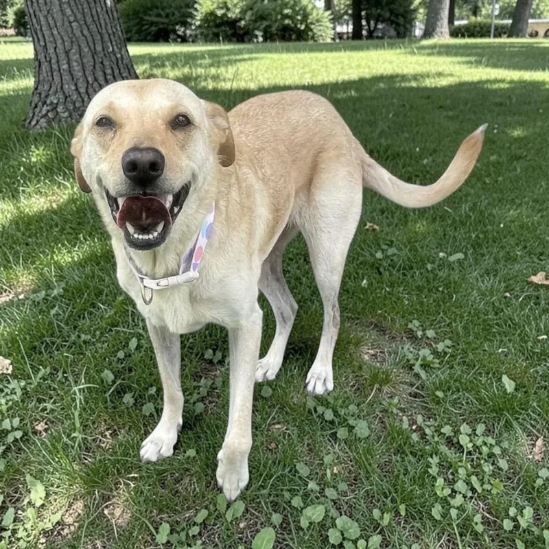 A senior medium-sized female White / Cream Labrador Retriever dog named Daisy for adoption in Austin, TX