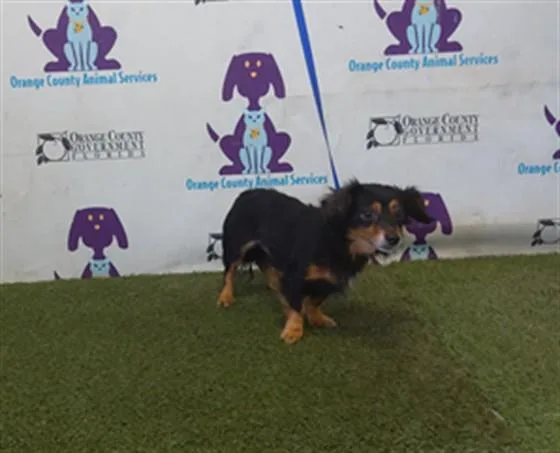 An adult small-sized male Chihuahua dog named Charlie for adoption in Orlando, FL