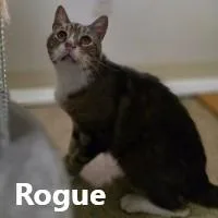 Rogue