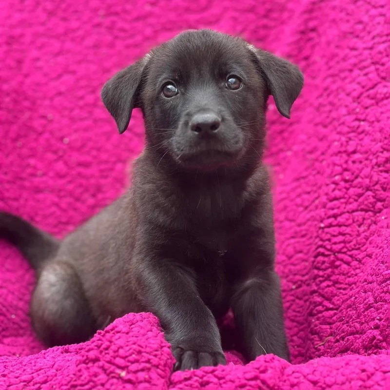 A baby large-sized male Labrador Retriever dog named Windy Pup  Dusty for adoption in San Diego, CA