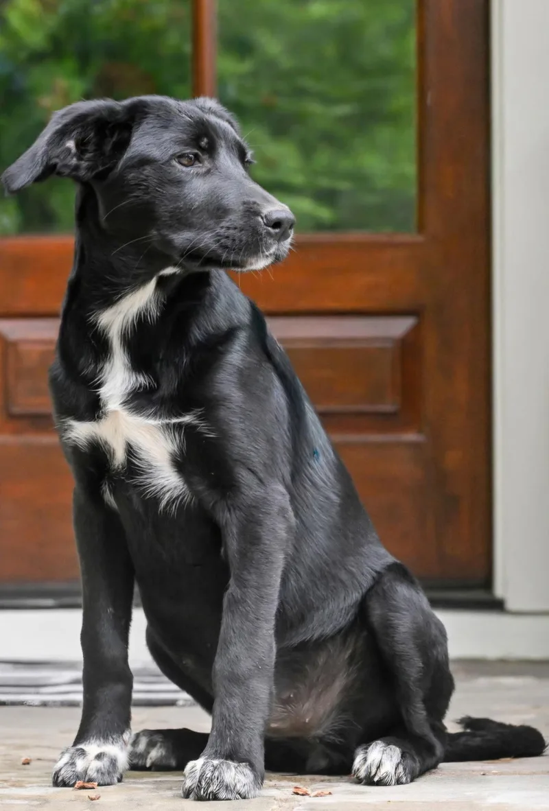 A young medium-sized female Labrador Retriever dog named Puppy Misty for adoption in Franklin, TN