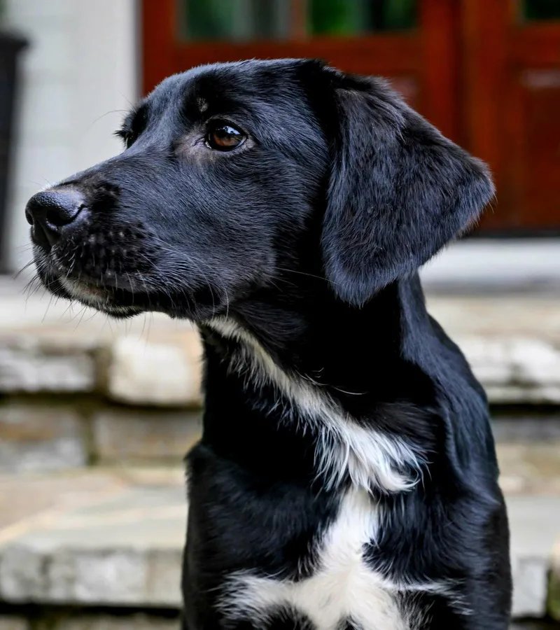 Puppy Misty thumbnail 3
