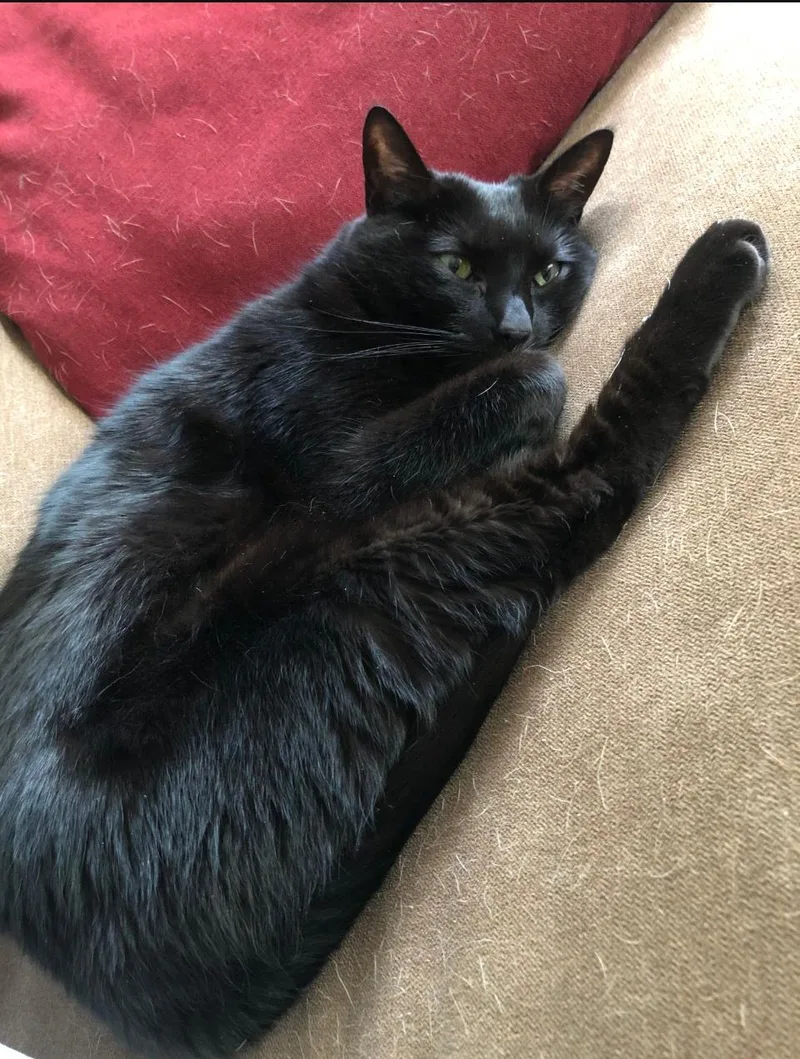 An adult medium-sized female Black Domestic Short Hair cat named Meowzer Urgent for adoption in New Orleans, LA