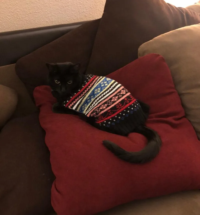 Meowzer  Urgent thumbnail 2