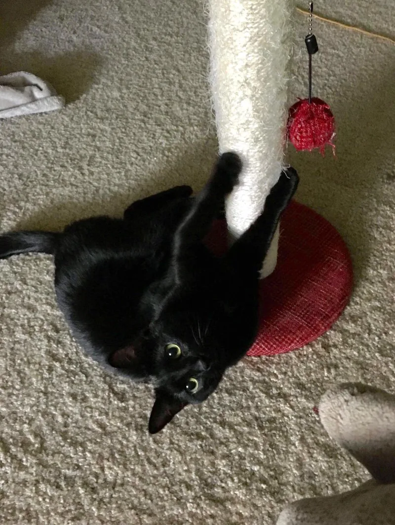 Meowzer  Urgent thumbnail 3
