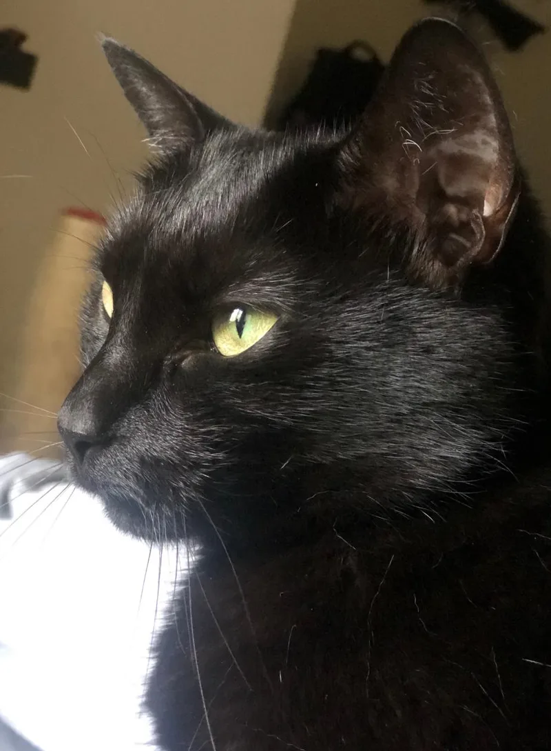 Meowzer  Urgent thumbnail 4