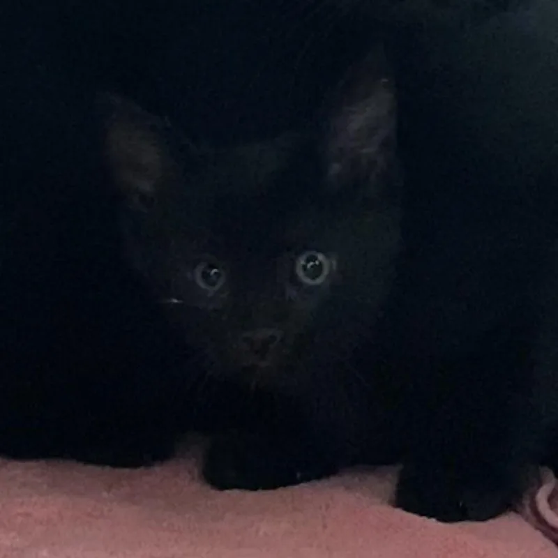 A baby small-sized female Black Domestic Short Hair cat named Soot for adoption in Rifle, CO