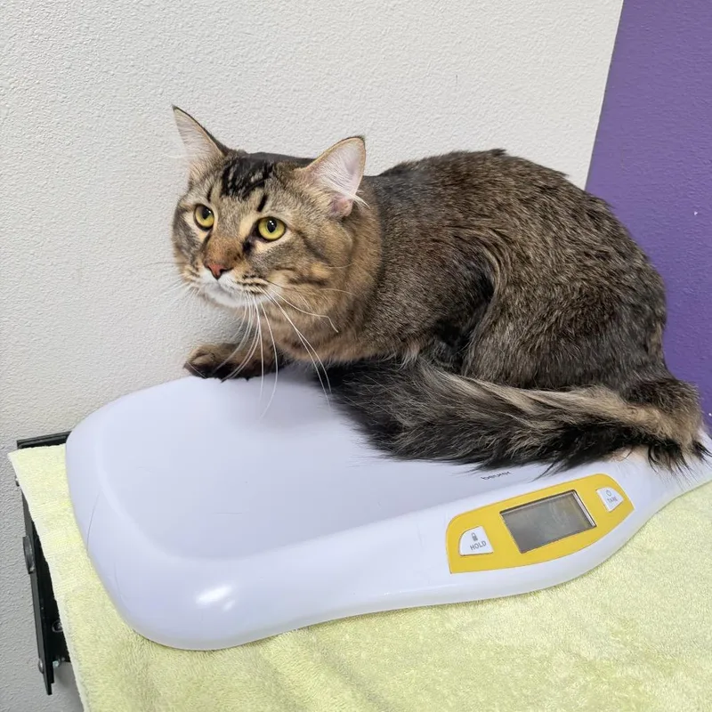 An adult large-sized male Gray / Blue / Silver Domestic Long Hair cat named Voodoo for adoption in Englewood, FL