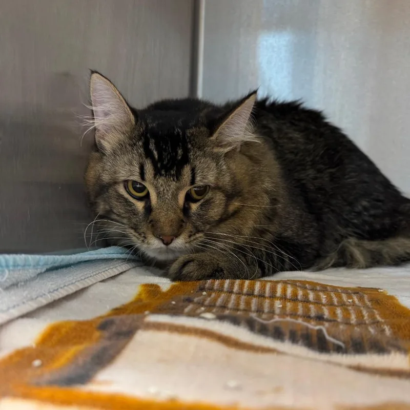 Voodoo thumbnail 3
