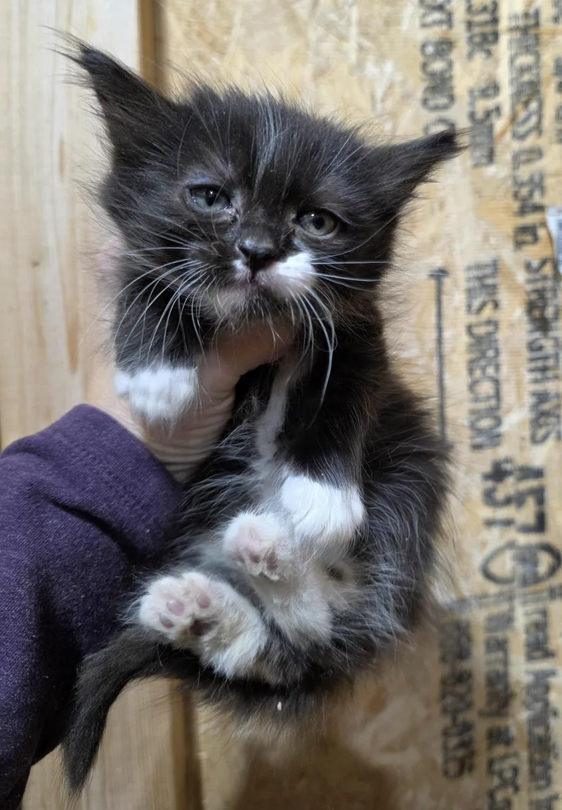 A baby small-sized female Domestic Medium Hair cat named Bunny for adoption in Heyburn, ID