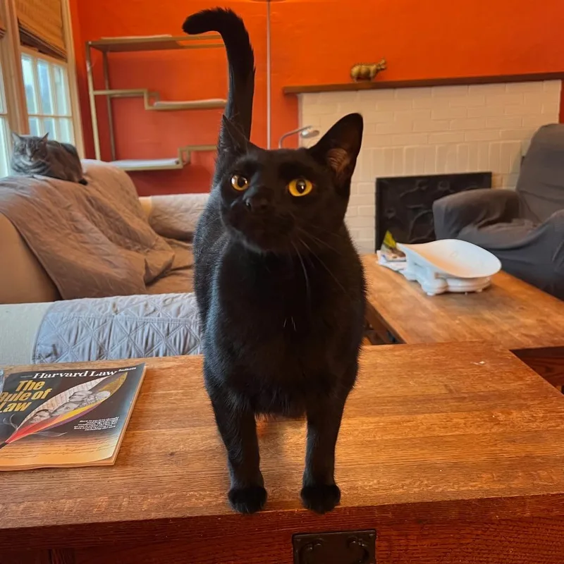 An adult small-sized female Black Domestic Short Hair cat named Byrd for adoption in Los Angeles, CA