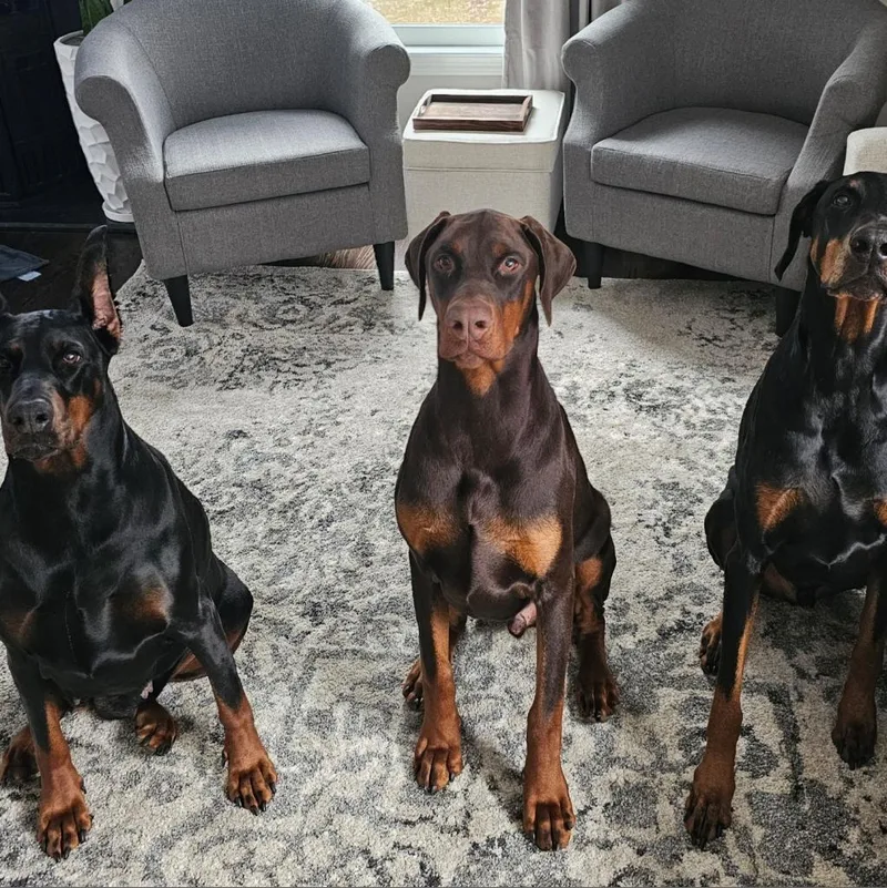 An adult large-sized male Red / Chestnut / Orange Doberman Pinscher dog named Bodhi for adoption in Sandown, NH