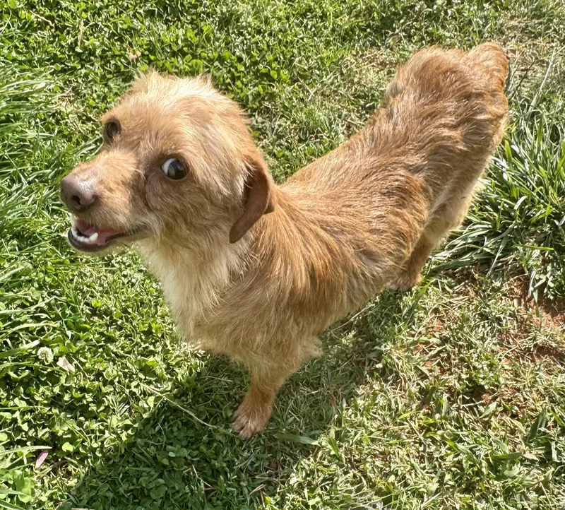 A young small-sized female Dachshund dog named Lucy for adoption in Maiden, NC