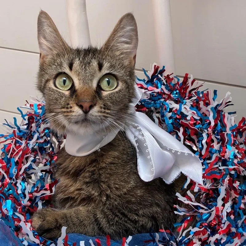 A young medium-sized female Brown / Chocolate Domestic Short Hair cat named Illinois for adoption in Evansville, IN