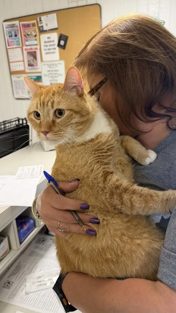 An adult large-sized male Orange & White Domestic Short Hair cat named Toby for adoption in Ontario, CA