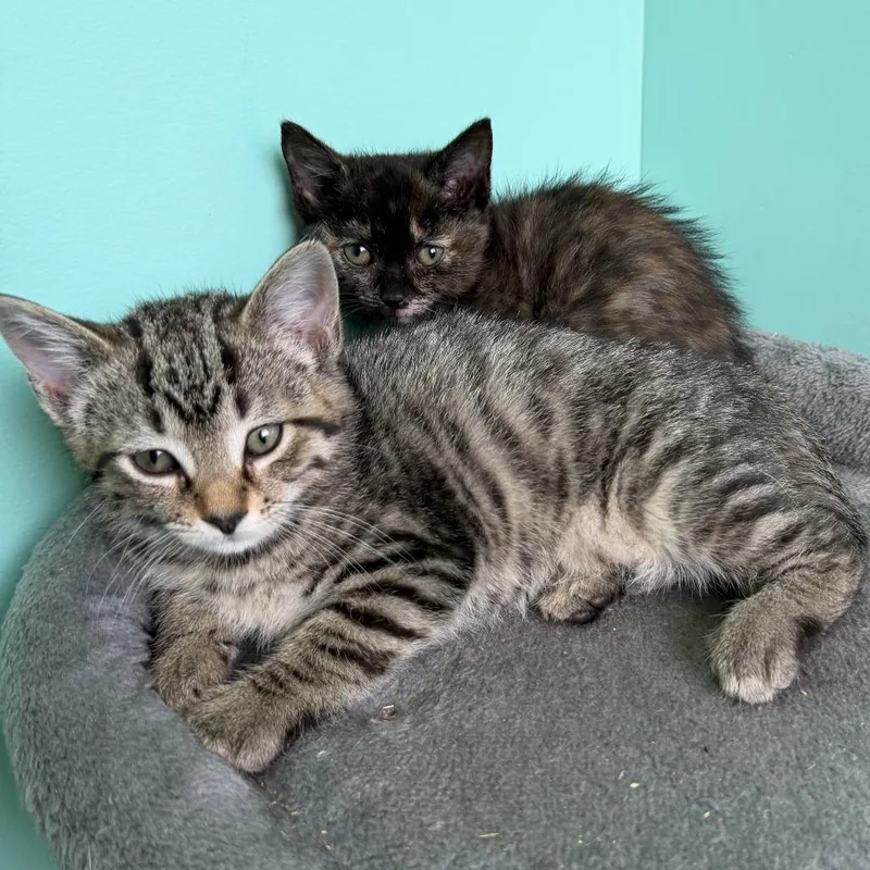 A baby small-sized female Brown / Chocolate Domestic Short Hair cat named Boysenberry for adoption in Marion, VA