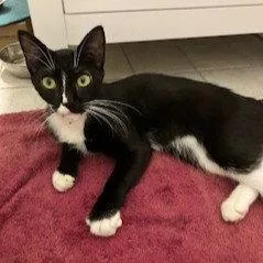A young medium-sized male Black & White / Tuxedo Tuxedo cat named Jamie for adoption in Garland, TX