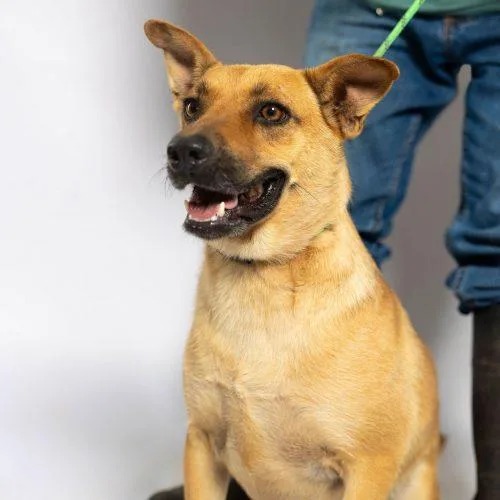 A young medium-sized female Brown / Chocolate Terrier dog named Maddie for adoption in Sullivan City, TX