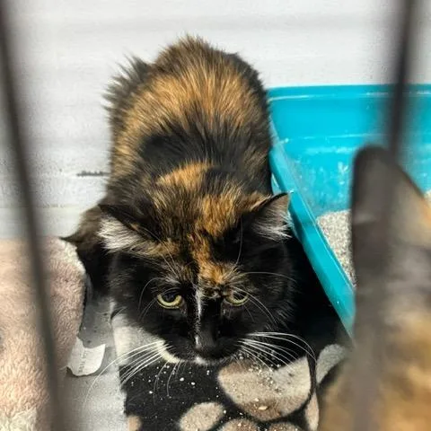 A senior large-sized female Calico Domestic Short Hair cat named Toad for adoption in Carlin, NV