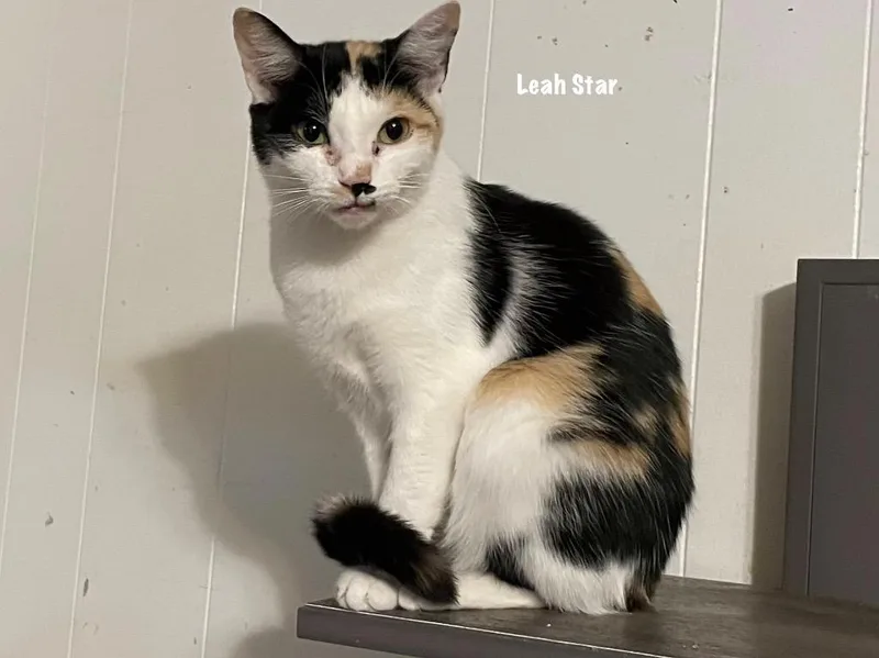 A young medium-sized female Domestic Short Hair cat named Leah Star for adoption in Windsor, CT
