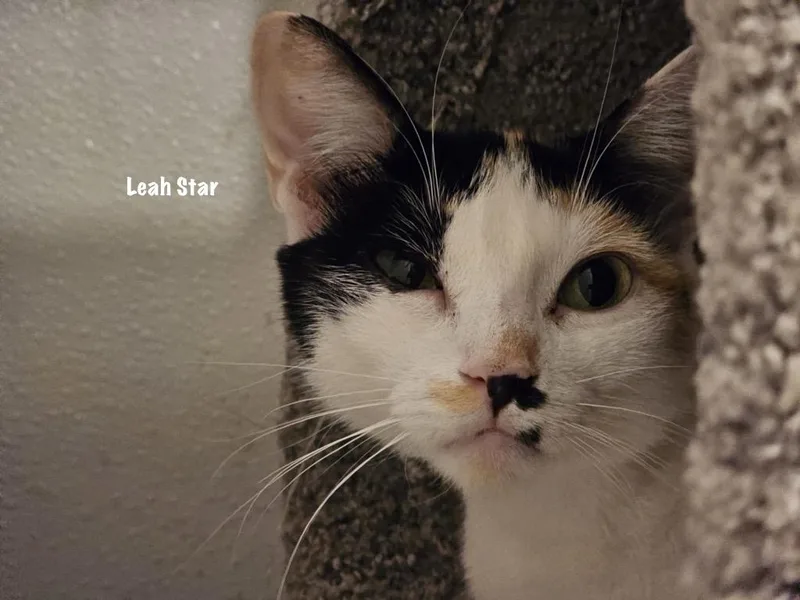 Leah Star thumbnail 2