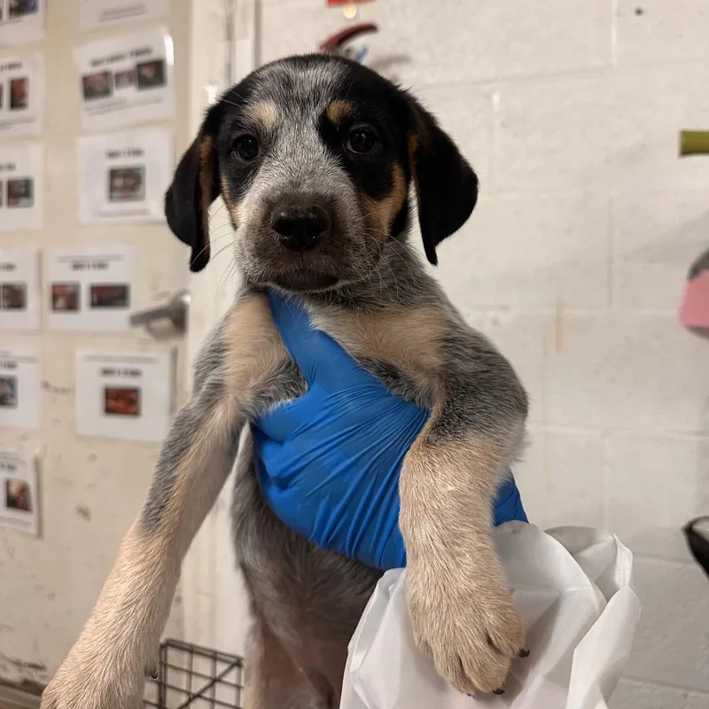 A baby medium-sized female Black Mixed Breed dog named Roz for adoption in Edinburg, TX