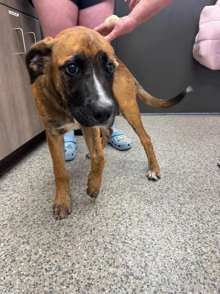 A baby medium-sized male Mixed Breed dog named Root Beer for adoption in Van Wert, OH