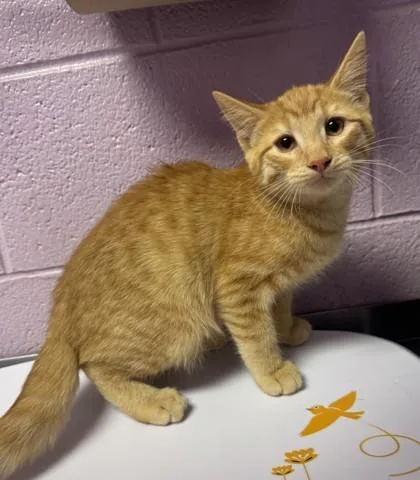 A baby small-sized male Orange / Red Domestic Short Hair cat named 61449970 for adoption in El Paso, TX