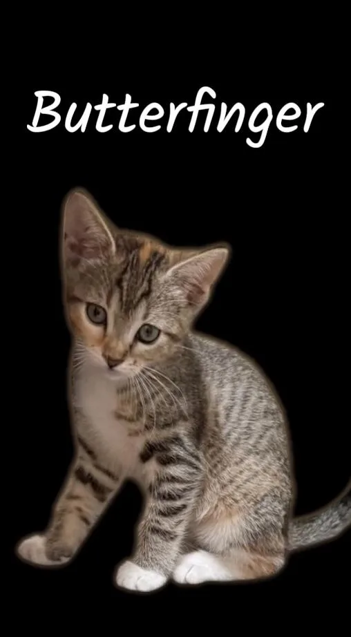 A baby small-sized female Brown / Chocolate Domestic Short Hair cat named Butterfinger for adoption in Auburn, CA