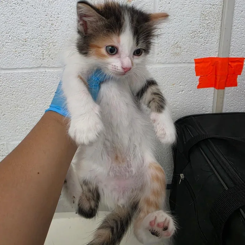 A baby small-sized female Domestic Medium Hair cat named Calico for adoption in Edinburg, TX