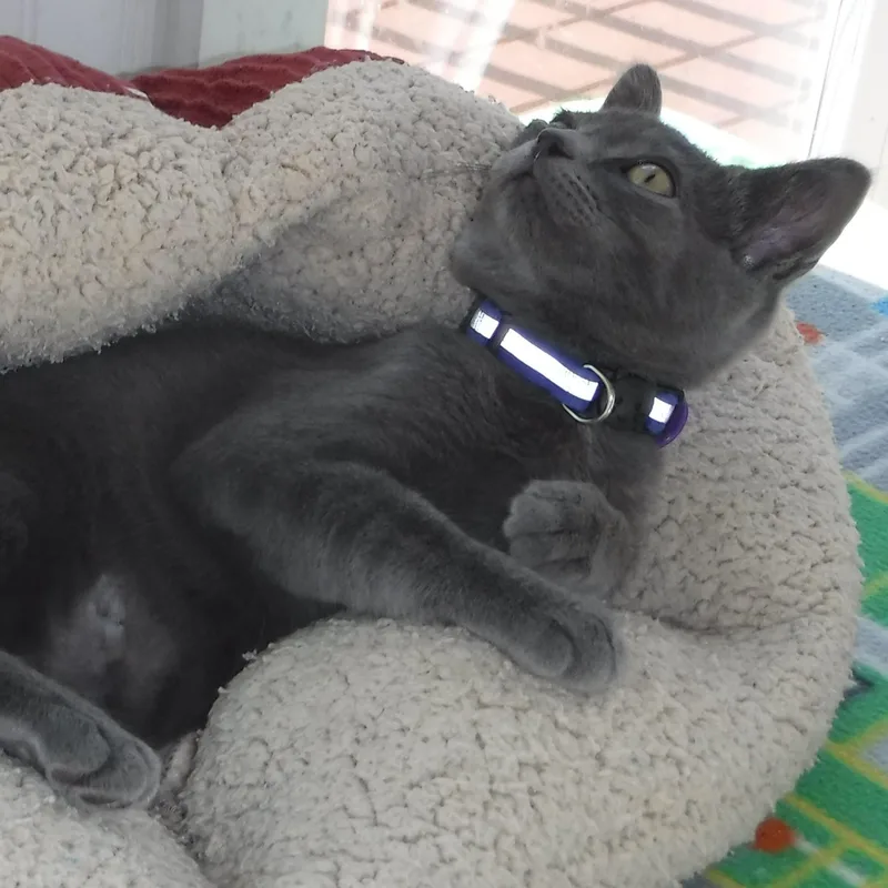 A baby medium-sized male Gray / Blue / Silver Russian Blue cat named Nemo Handsome Russian for adoption in Hoquiam, WA