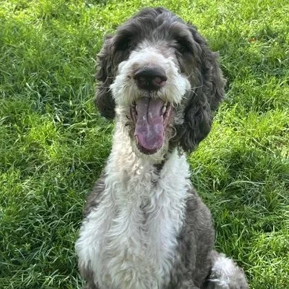 A young medium-sized male Bicolor Mixed Breed dog named Clyde for adoption in Dubuque, IA